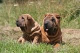 SHAR-PEI 881